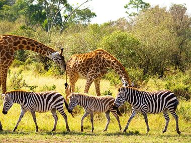 Generate a random place in Faune et safaris